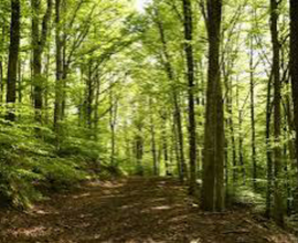 Terreni a bosco ceduo