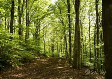 Terreni a bosco ceduo