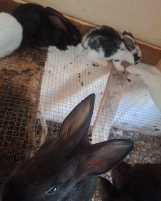 Conigli giganti