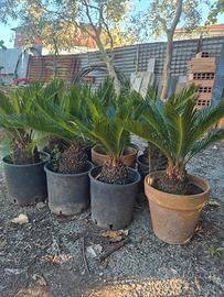 piante di cicas