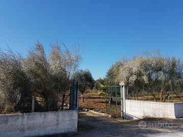 Terreno con ulivi e frutti 7000mq