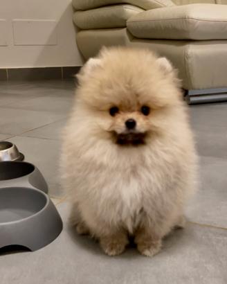 Pomerania Spitz Toy nano