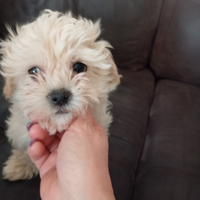 Maltipoo maschio