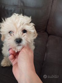 Maltipoo maschio