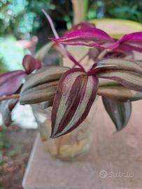 piante