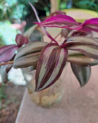 piante