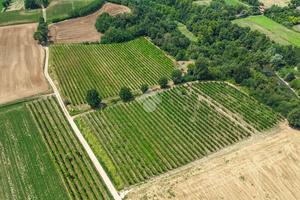 TER. AGRICOLO A CALVAGESE DELLA RIVIERA