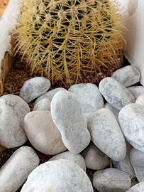 Ciottoli bianchi per aiuole