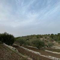 1,6 ettari alberato - Frigintini