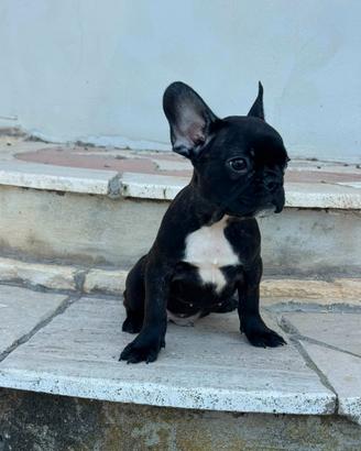 Bulldog francese