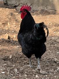 Gallo australorp