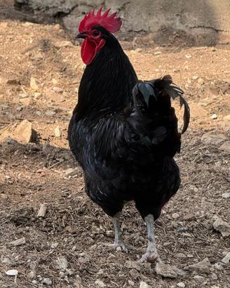 Gallo australorp