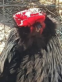Olivegger galline