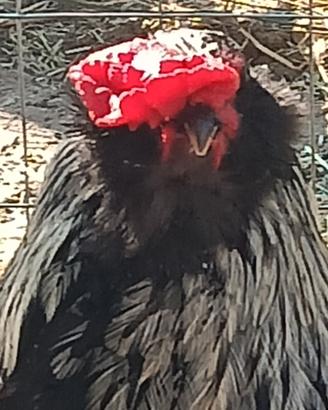 Olivegger galline