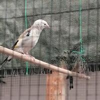Cardellino