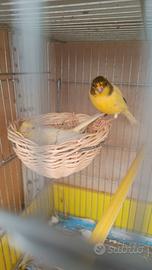 Coppia canarini 2025