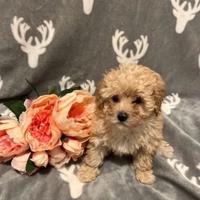 Cuccioli di maltipoo maschi e femmine
