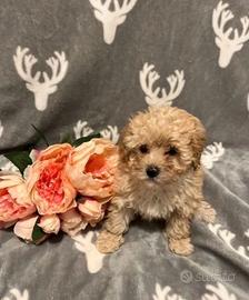 Cuccioli di maltipoo maschi e femmine