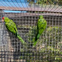 Coppia pappagalli Psittacara frontata
