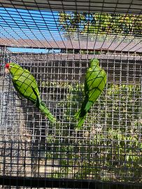 Coppia pappagalli Psittacara frontata
