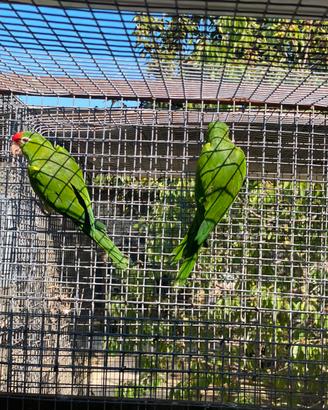 Coppia pappagalli Psittacara frontata