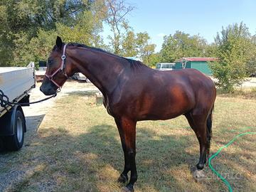 Cavallo di 4 anni
