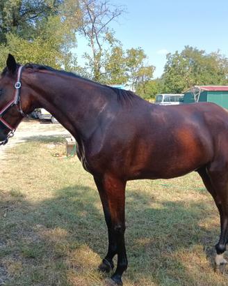 Cavallo di 4 anni