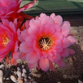 cactus Trichocereus Ibrido 101