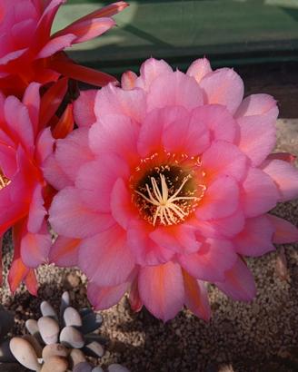 cactus Trichocereus Ibrido 101