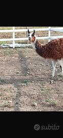Lama