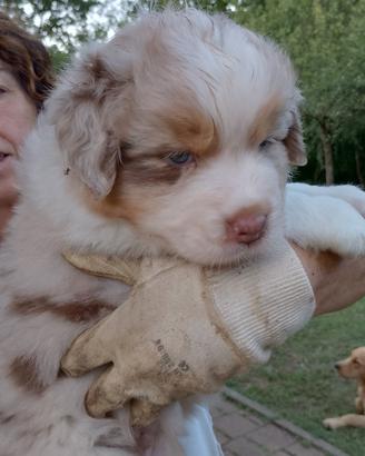 cuccioli di pastore australiano 