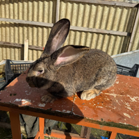 Coniglio maschio gigante delle fiandre