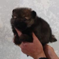 Spitz volpino Pomerania