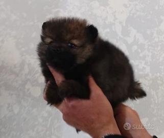 Spitz volpino Pomerania