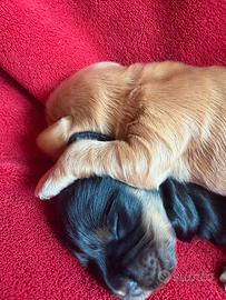 Cuccioli di Coker Spaniel Inglese con pedigree