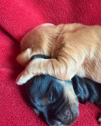 Cuccioli di Coker Spaniel Inglese con pedigree
