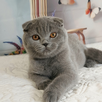 Scottish fold ENFI