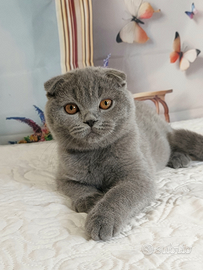 Scottish fold ENFI