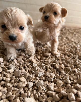 Maltipoo mini toy