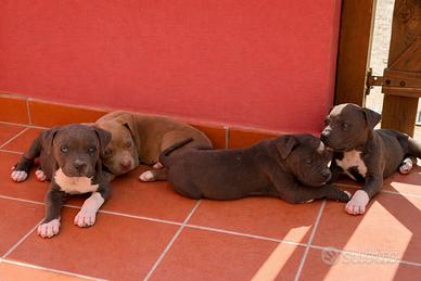 Pitbull xl puri