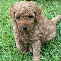 Cuccioli di barboncini toy maschi femmine