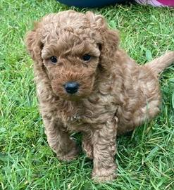 Cuccioli di barboncini toy maschi femmine