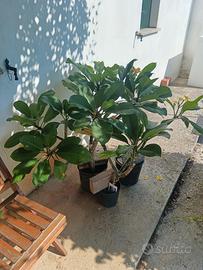 piante plumeria di 6  colori