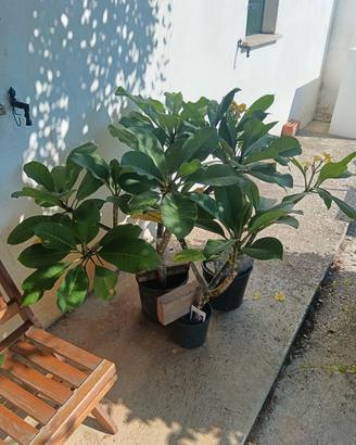 piante plumeria di 6  colori