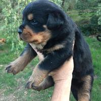 Rottweiler cucciolo
