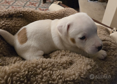 Cuccioli di Jack Russell