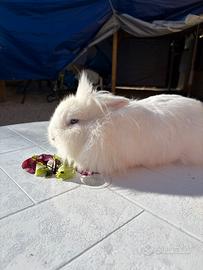 Coniglietta testa di leone