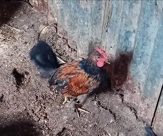 Gallo