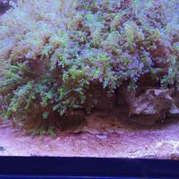 Euphillia Paradivisa