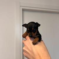Cuccioli di Pinscher Nano